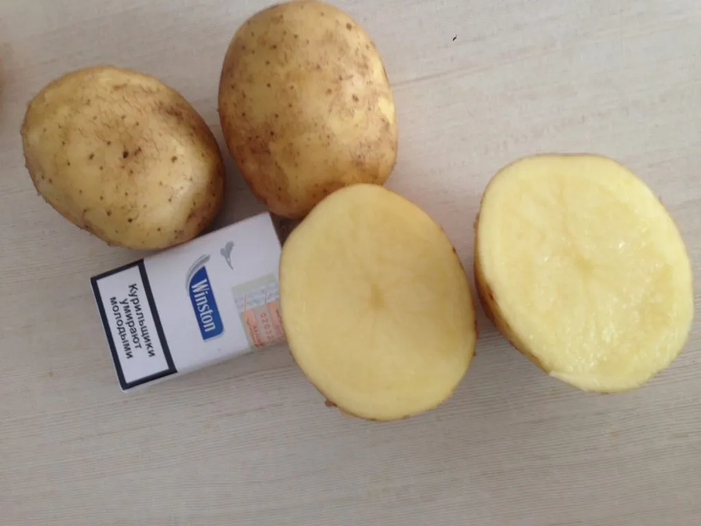  Картофель вес клубни от 70 до 500 гр.  в Брянске 9