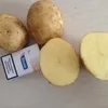  Картофель вес клубни от 70 до 500 гр.  в Брянске 9