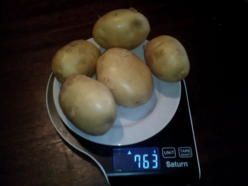  Картофель вес клубни от 70 до 500 гр.  в Брянске 11