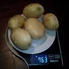  Картофель вес клубни от 70 до 500 гр.  в Брянске 11