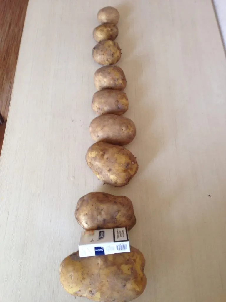  Картофель вес клубни от 70 до 500 гр.  в Брянске 2