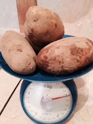 Картофель вес клубни от 70 до 500 гр.  в Брянске 7