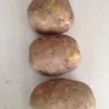  Картофель вес клубни от 70 до 500 гр.  в Брянске 4