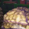  Картофель вес клубни от 70 до 500 гр.  в Брянске 3