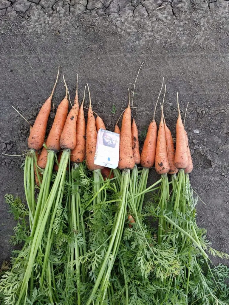 продаю морковь оптом в Ростове-на-Дону 5