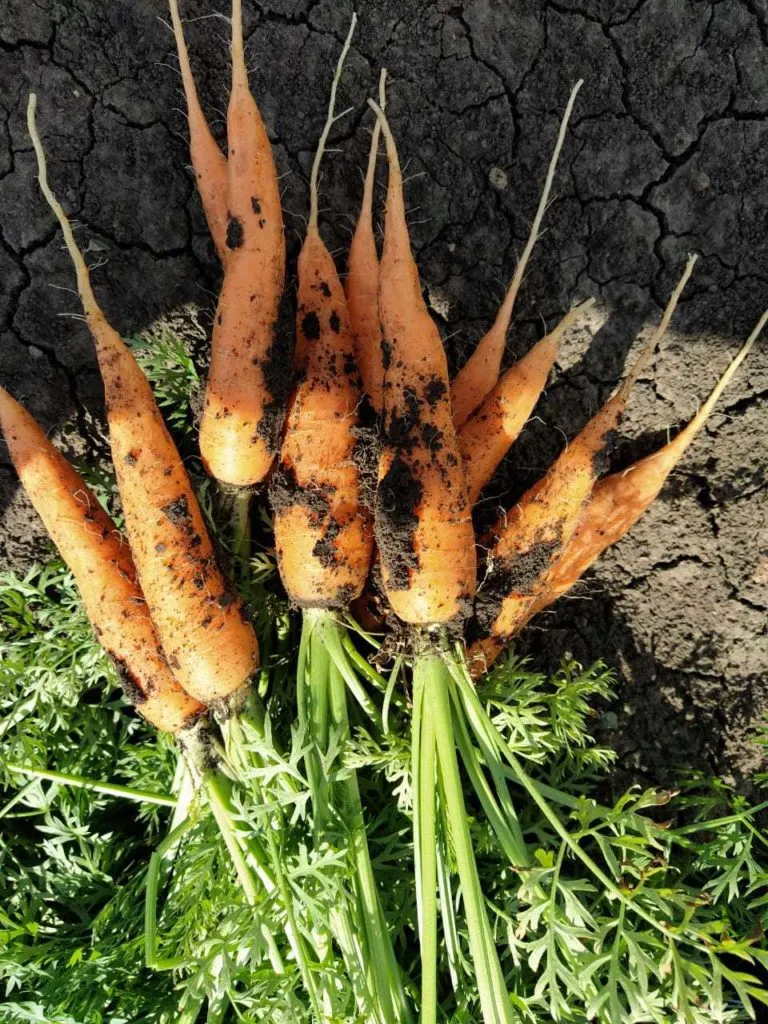 продаю морковь оптом в Ростове-на-Дону 3