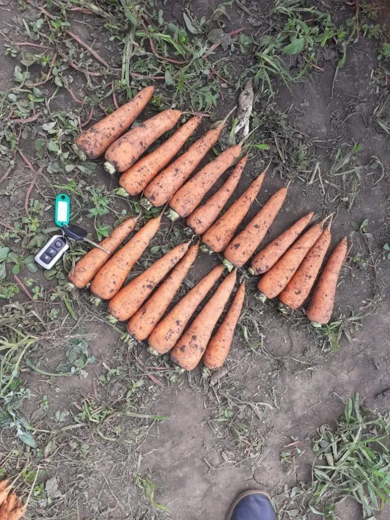 продаю морковь оптом в Ростове-на-Дону 8
