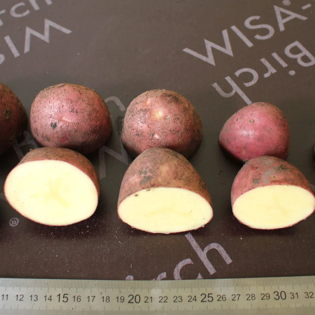картофель свежий, урожая 2020 года в Республике Беларусь 6