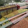 яблоки на переработки (падалица)  в Воронеже