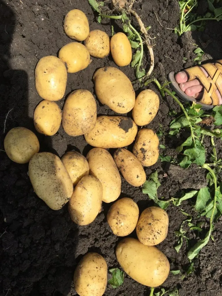 картофель в Брянске
