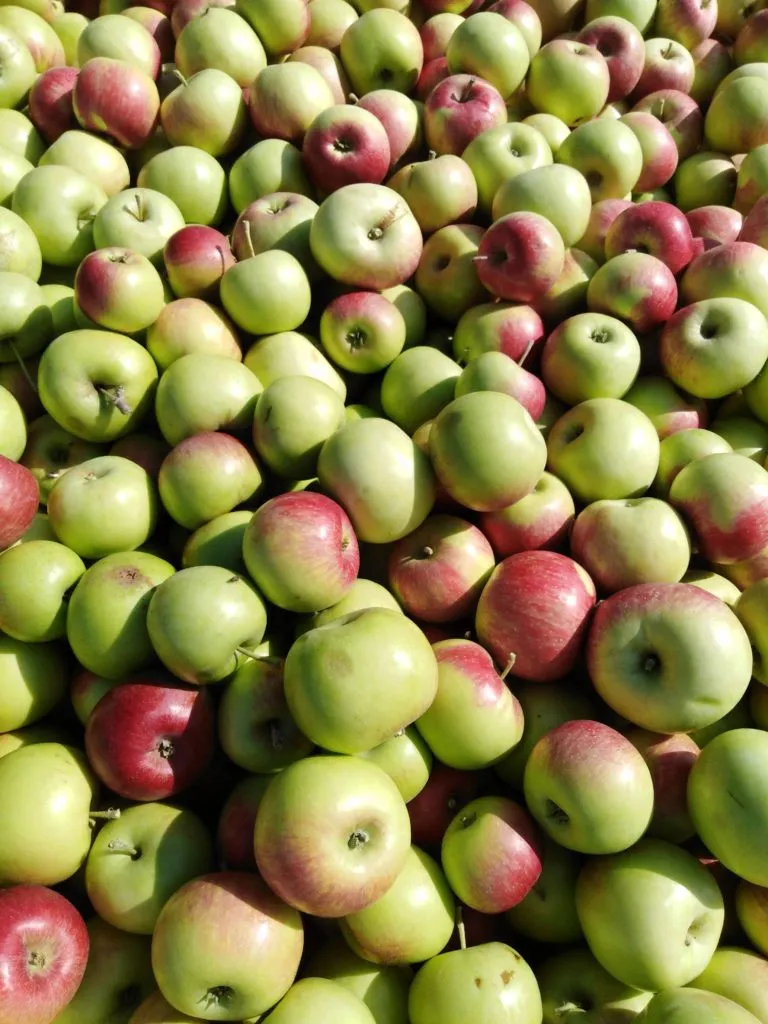 яблоко сорт Уэлси в Обояни