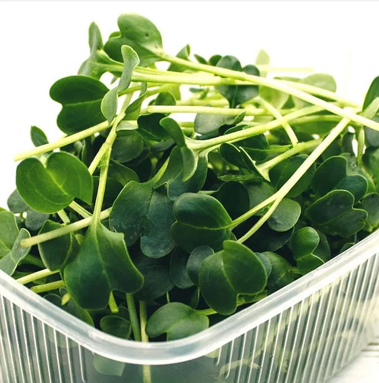 фотография продукта Зелень и микрозелень круглый год