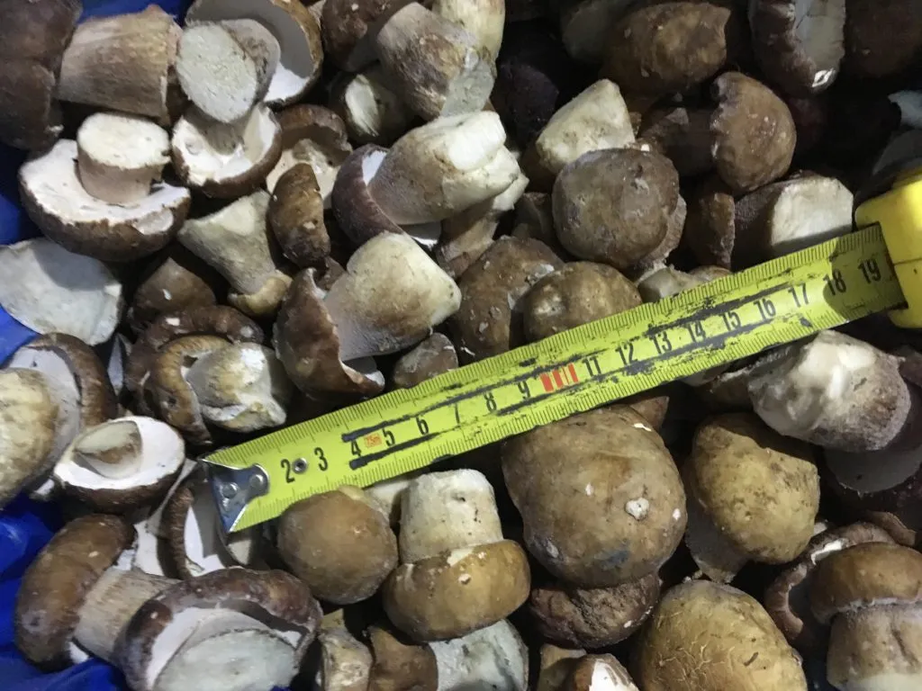 фотография продукта Куплю белые грибы