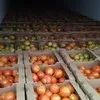 тепличные красные помидоры, томаты оптом в Казани 3