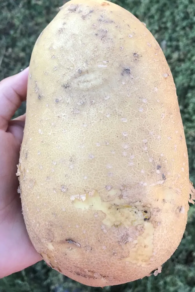 картофель отборный оптом в Чебоксарах