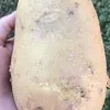 картофель отборный оптом в Чебоксарах