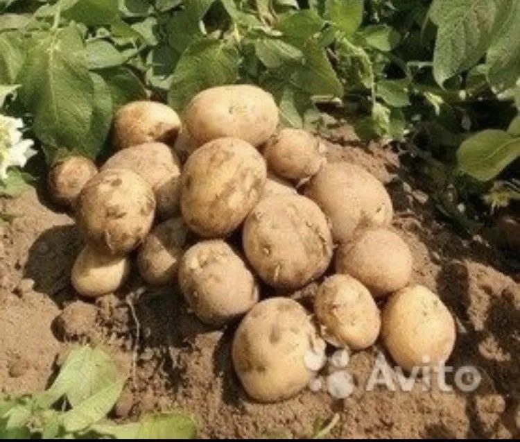 картофель отборный оптом в Чебоксарах 2
