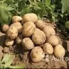 картофель отборный оптом в Чебоксарах 2