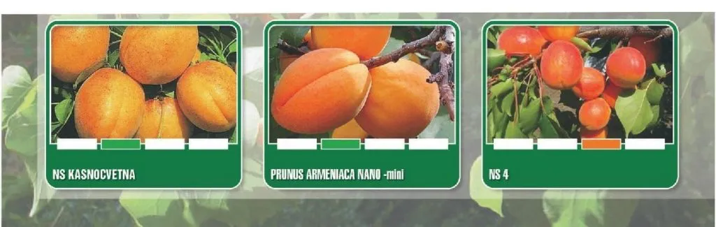 фотография продукта Саженцы абрикоса  1 класс из Сербии
