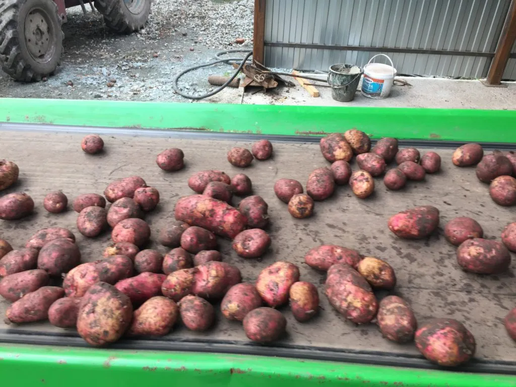 картофель  (фермерский) в Новосибирске