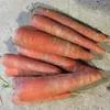 выращиваем и реализуем морковь в Нижнем Новгороде 6