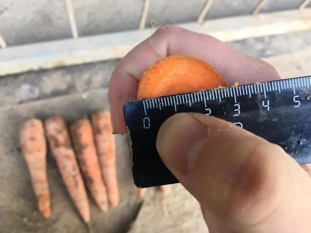 выращиваем и реализуем морковь в Нижнем Новгороде