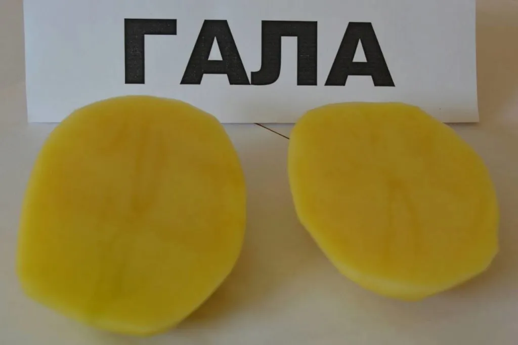 картофель от ОАО Брестский мясокомбинат в Республике Беларусь 2