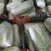 реализую продажу пекинской капусты в Москве