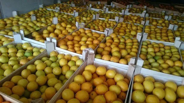 фотография продукта Лимон в любых объемах 