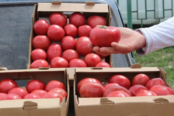 осуществляем оптовую продажу помидоров  в Краснодаре