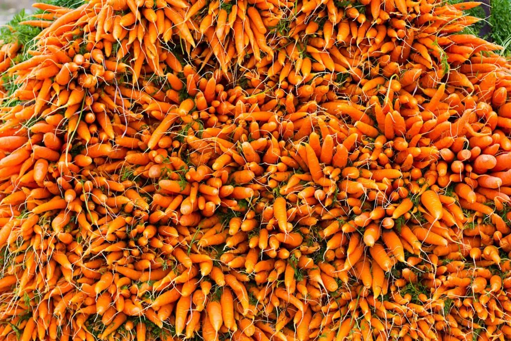 морковь желтая от сельхозпроизводителя в Краснодаре