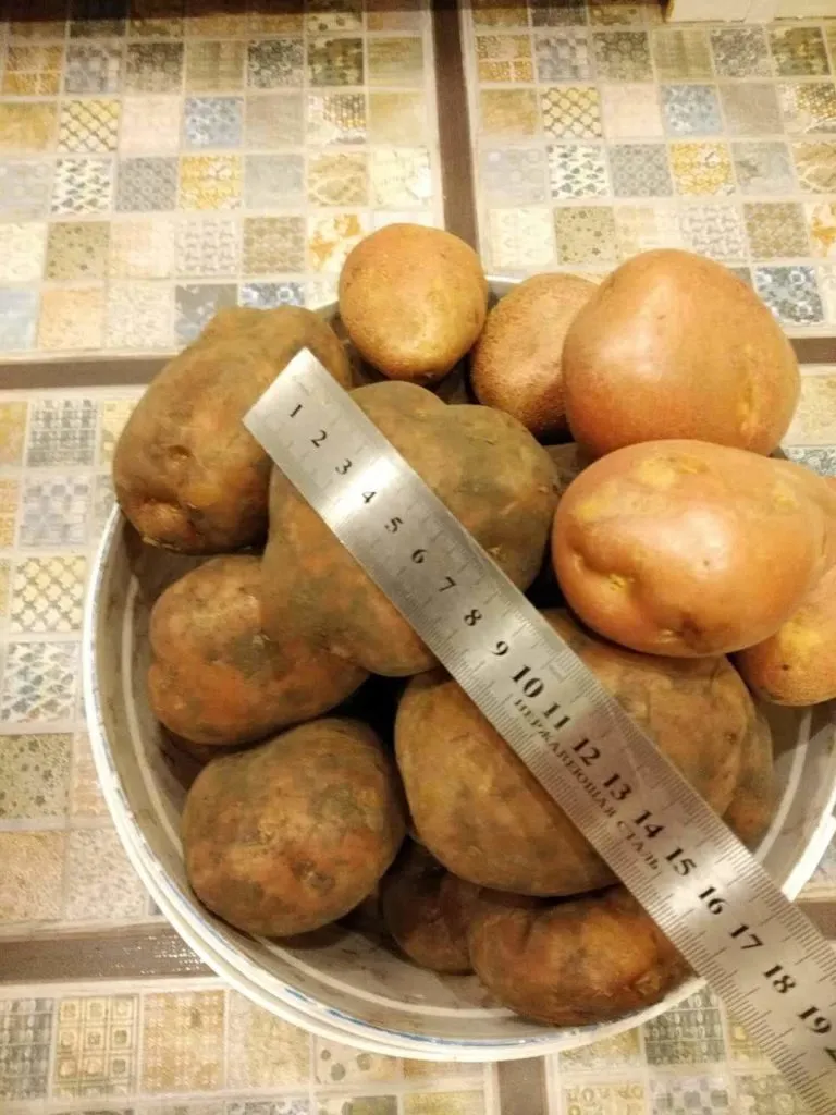 фотография продукта картофель(розара, романо) , 5,5 руб.