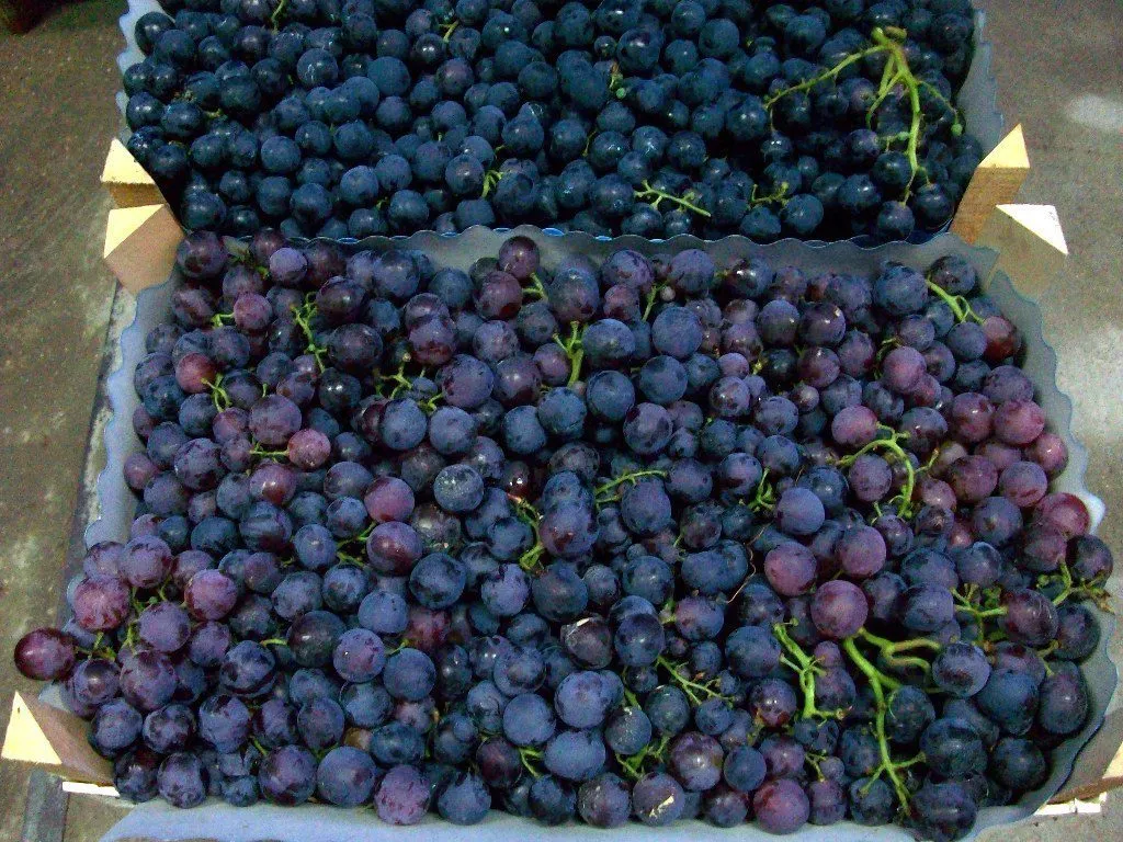 виноград оптом (разных сортов) в Краснодаре