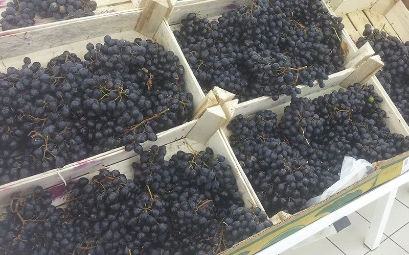 винограда Чарос от производителя. в Краснодаре