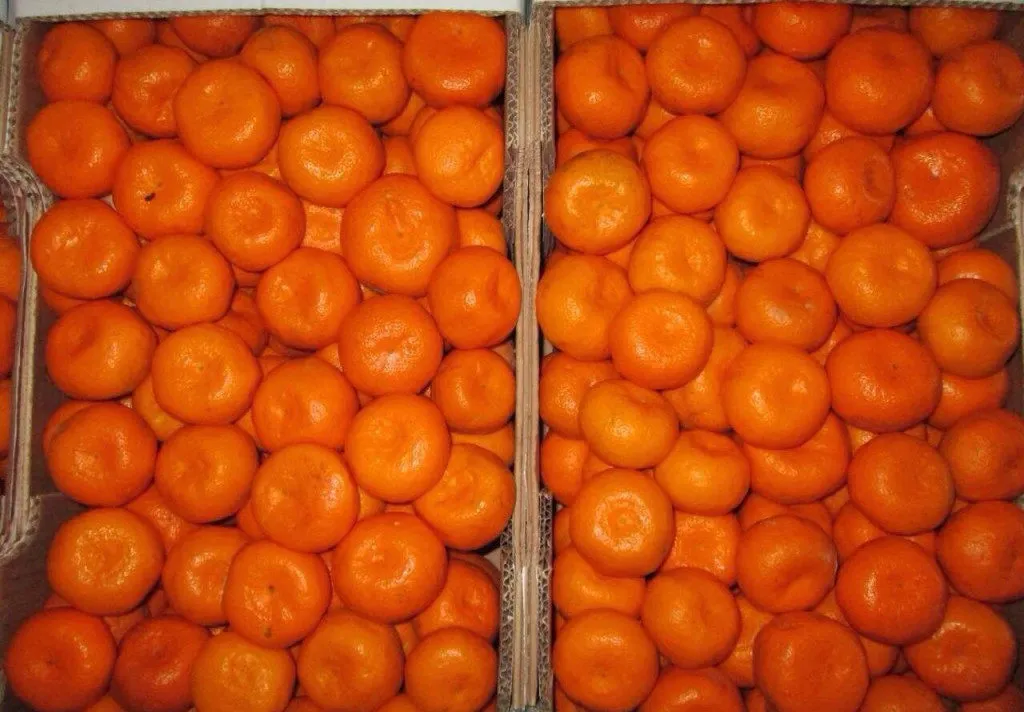реализуем мандарины Дубиш  в Краснодаре