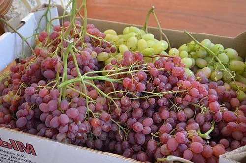 фотография продукта  Оптом виноград Тайфи с доставкой по  РФ