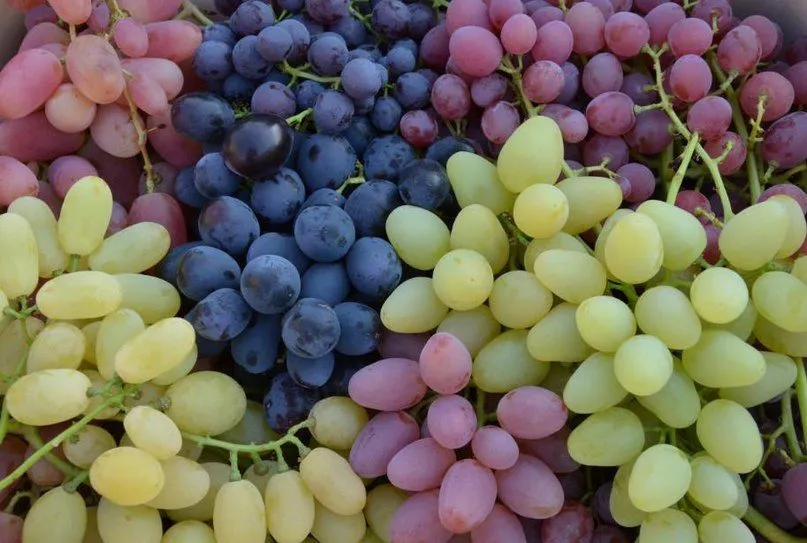 виноград от производителя в Волгограде