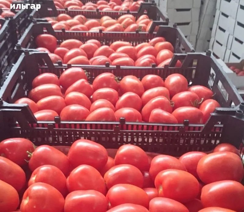 помидоры разных сортов оптом  в Волгограде