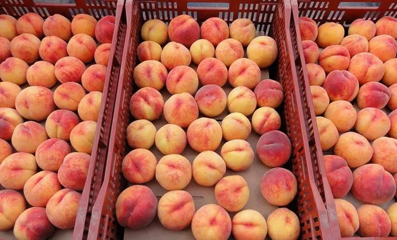 фотография продукта Продажа  персиков с доставкой по России
