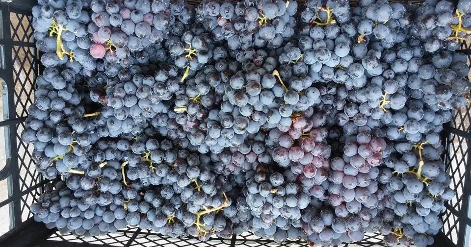 виноград высокого качества Чарос в Волгограде