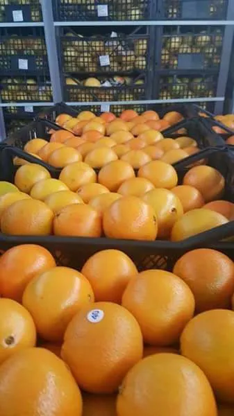 фотография продукта Продажа грейпфрута оптом 