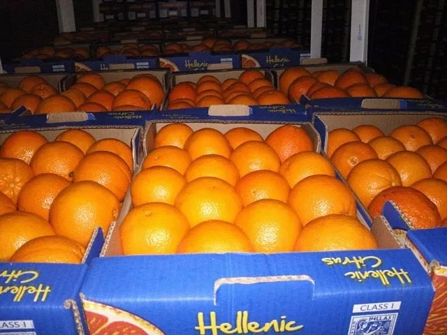 фотография продукта грейпфрут сорта Дункан 