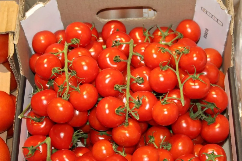 помидоры сорта Сабина в Волгограде