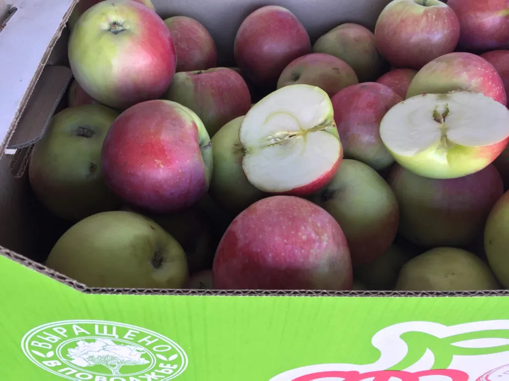 Купить яблоки от производителя. Самарские яблоки. Яблони в Самаре. Яблоко Лигал Лигал фото. Самара яблоко коробка.
