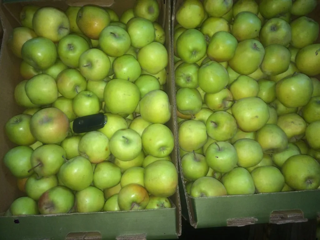 плодосовхоз реализует яблоко оптом. в Краснодаре