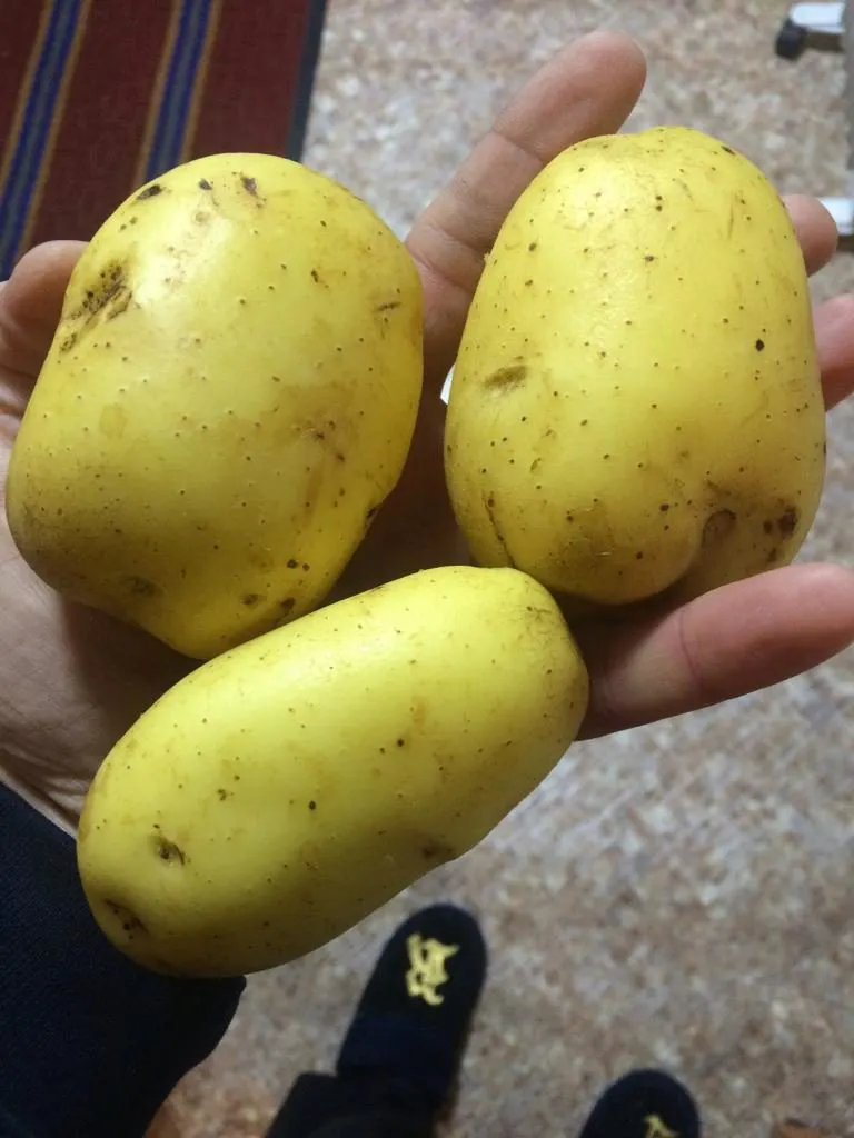 картофель от производителя в Омске 3