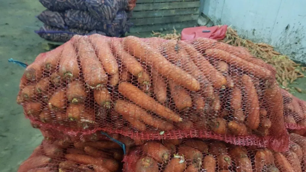 фотография продукта Морковь оптом от производителя