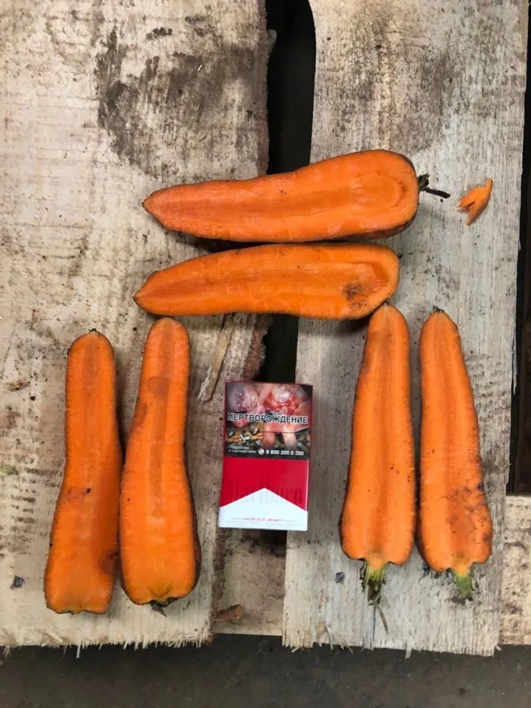 фотография продукта Морковь оптом Брянская область