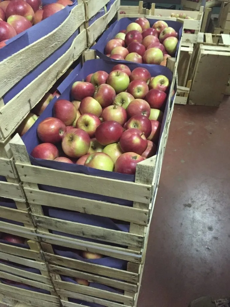 фотография продукта яблоки различных сортов