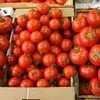 помидоры сорта Сабина  в Новосибирске